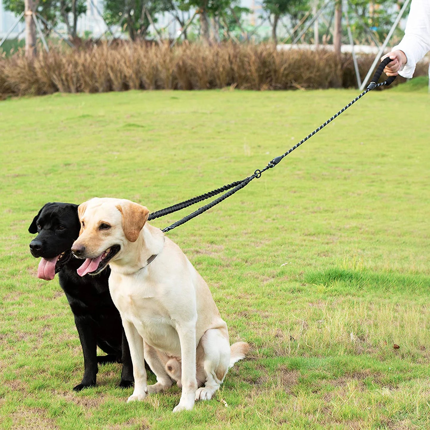 Two Dog Double Leash